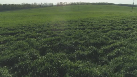 Ascending drone shot of arable lands before sunset. Low sun, warm colors Stock Footage 130607102