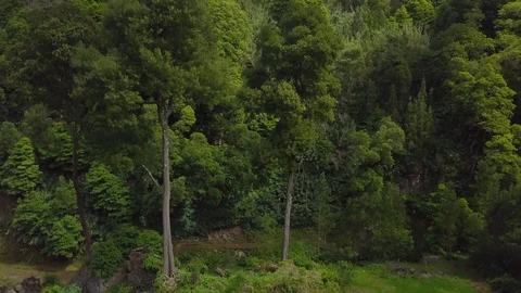 Ascending drone shot of green forest in Azores during spring Stockbeeldmateriaal 126919081