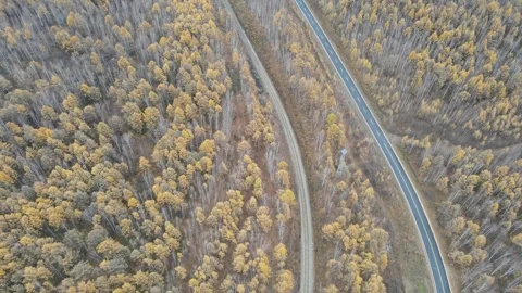 Ascending Drone Shot Over Endless Autumn Forest Greater Khingan Mountains Video stock 330252815