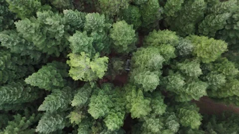 Ascending Drone Shot Through a Dense Green Forest Stock Footage 340109268