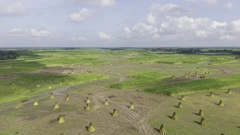 Ascending Drone View of Jute Fields with Harvested Bundles in Bangladesh Stock-Footage 345965742