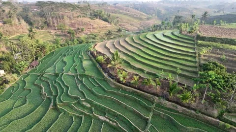 Ascending Drone View Of Lush Green Terraced Rice Fields In A Rural Mountain  Vídeo Stock 346738245