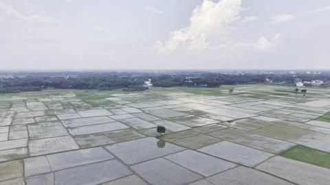 Ascending Drone View of Newly Planted Rice Fields in Rural Bangladesh Scene Stock-Footage 345712069
