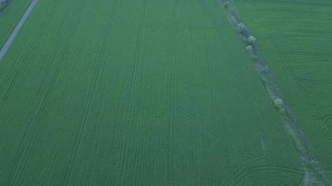 Ascending Drone View Over Green Agricultural Field Vídeo Stock 341768135
