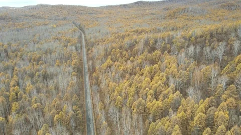 Ascending Drone View Over Vast Autumn Taiga Forest Greater Khingan Mountains Stock Footage 330252807