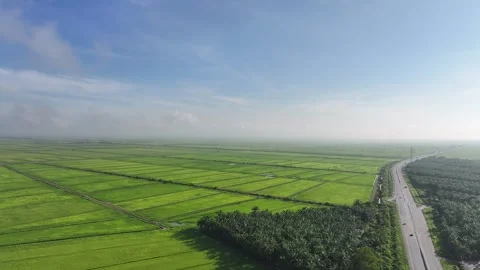 Ascending Drone View of Rice Fields, Palm Plantation and Two Lane Road Stock Footage 328394238