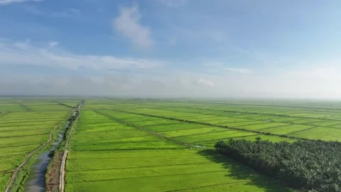 Ascending Drone View of Rice Fields With Palm Tree Shadows Near Midday Stock Footage 328394271