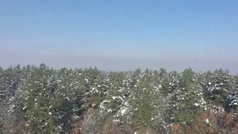 Ascending on evergreen tree woods by winter 4K aerial video Stock Footage 101023257