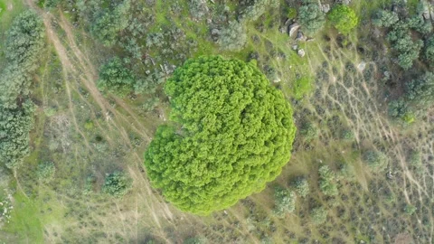 Ascending flight with a bird's-eye view over the top of a pine tree Stock Footage 304019507