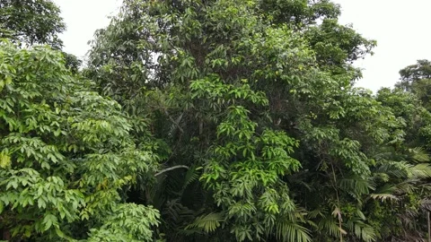 Ascending footage of a forest area Stock Footage 157945470