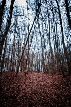 Ascending Forest Trail Stock Photos