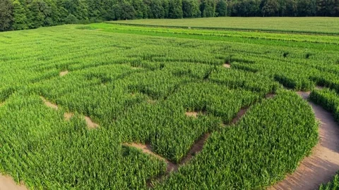 Ascending gimbal tilt over corn field maze Stock Footage 341385114