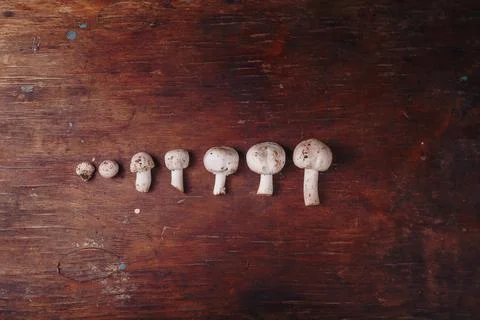 Ascending lying on wooden table fresh raw champignons, forest mushrooms Stock Photos