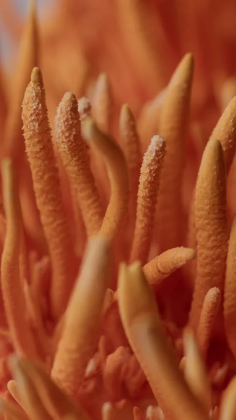 Ascending Macro Movement Across Rotating Cordyceps Vídeos de archivo 331796159