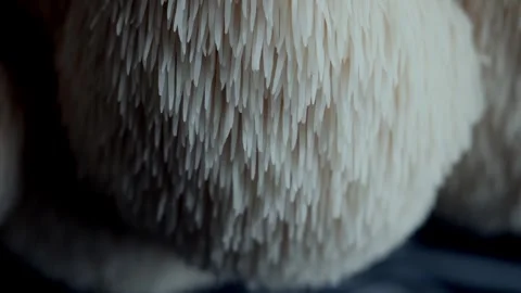 Ascending Macro of Spiny Lions Mane Mushroom Texture Stock Footage 332043132