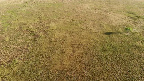 Ascending Motion Drone Grass Field Prarie California Land Stock Footage 145432458