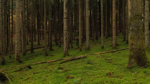 Ascending next to the conifer trees in the forest Video stock 119990094