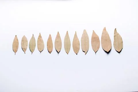 Ascending order according to size, Leaf Spice, Talal patra, Cinnamomum tamala Stock Photos