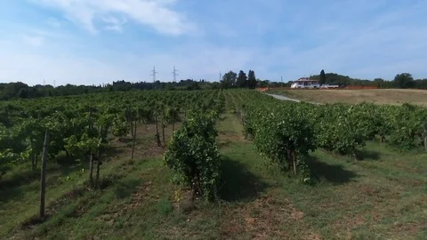 Ascending over grapeyard in Tuscany Stock-Footage 73823399