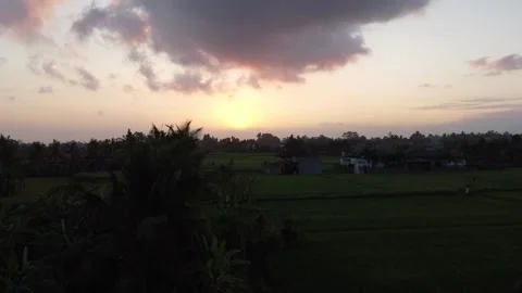 Ascending over rice fields in Bali in the sunset Stock Footage 257202722
