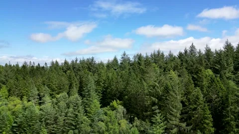Ascending over a thick green pine forest with big blue skies and fluffy clouds. Stockbeeldmateriaal 300989920