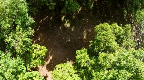 Ascending Over Trees Stock Footage 41841729