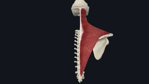 Ascending Part of Trapezius Muscle | Stock Video | Pond5