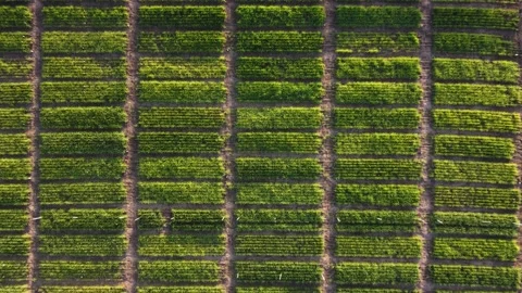 Ascending pattern of vegetable plantation growing outdoors at sunset light Stock Footage 222735694