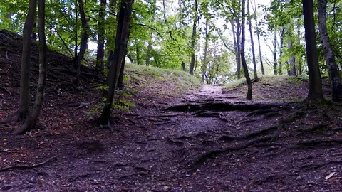 Ascending the root path (stairs) through the forest Video stock 125248205
