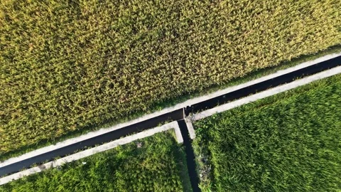 Ascending rotating aerial top down drone view of golden and green rice farm and  Stock Footage 342092313
