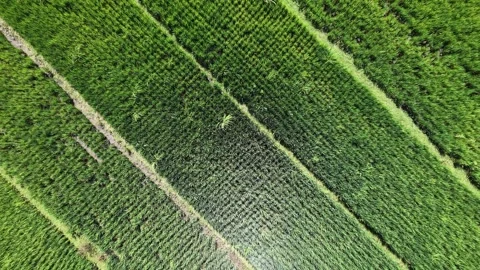 Ascending rotating aerial top down drone view of green rice farm. Vídeo Stock 342092392