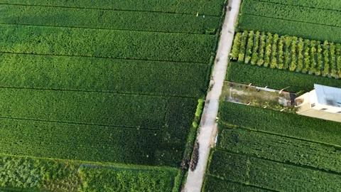 Ascending rotating top down drone view of green rice fields and rural road. Vídeo Stock 342086612