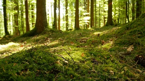 Ascending shot in the Spring Forest 動画素材 129316395