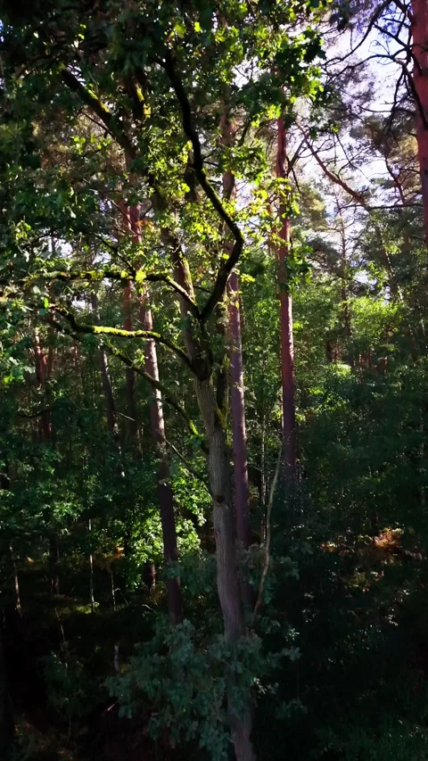 Ascending Shot Through Oak Forest Canopy Stock Footage 345843098