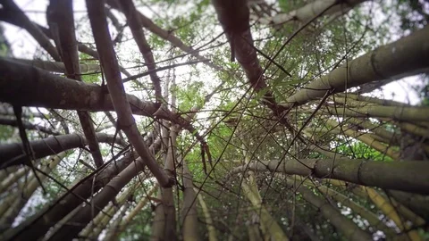 Ascending through a Stand of Giant Bamboo. UltraHD 4k video Stockbeeldmateriaal 79907917