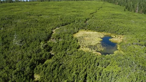 Ascending Tilting Down Shot of Impassable Swampy Black Lovrenska Lake. Stock Footage 221811862