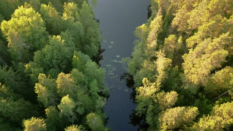 Ascending top down view of small and narrow lake in boreal forest. Stock Footage 207477677