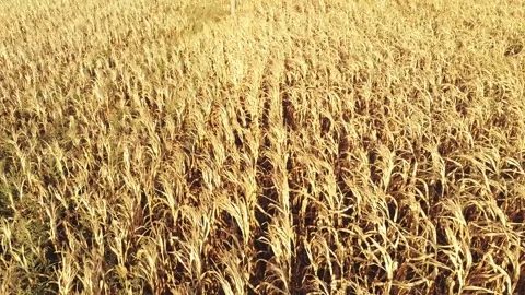 Ascending totstion over dry corn field Stock Footage 248601892