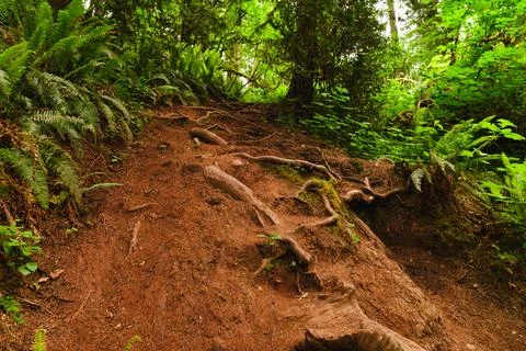 Ascending Trail Path Among Trees in Lacamas Park Stock Photos