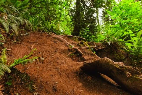 Ascending Trail Path Among Trees in Lacamas Park Stock Photos