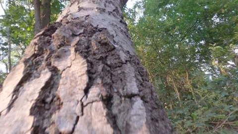 Ascending a tree Stock Footage 144980638
