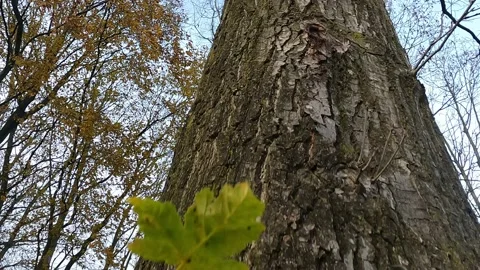Ascending a tree Stock Footage 172259456
