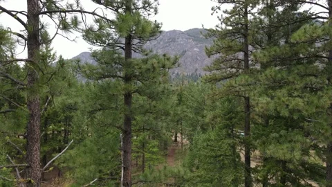 Ascending trees to mountains Stock Footage 145909263