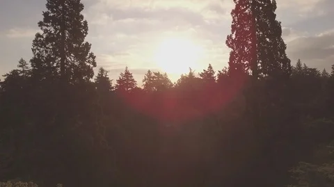 Ascending Upwards Between 2 Trees Video stock 100888142