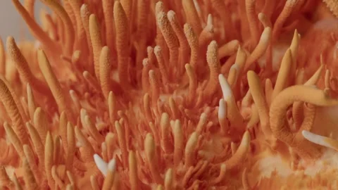 Ascending View of Cordyceps During Controlled Rotation Vídeos de archivo 331568070