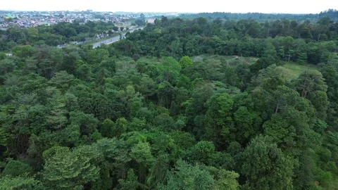 Ascending view showcasing the rich emerald embrace of nature bordering subt.. Video stock 339036392