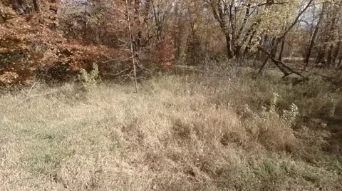 Ascending in Woods.mp4 Video stock 48332556