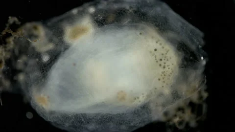 Ascidiacea under a microscope, subphylum Tunicata. They feed by filtering water Stock Footage 222035392