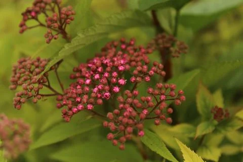 Asclepias Stock Photos