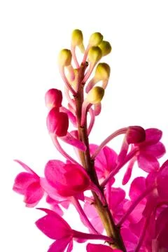 Ascocentrum ampulleaceum Stock Photos